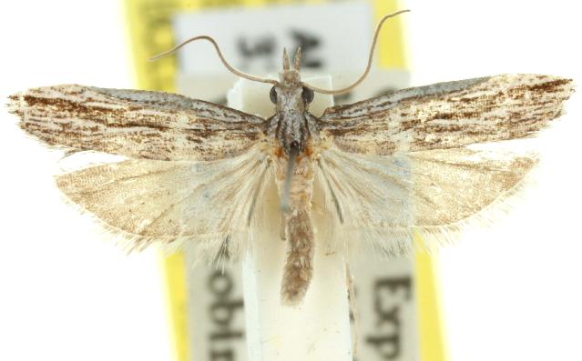 Hermenias rivulifera