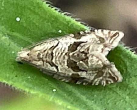 Syntozyga sedifera