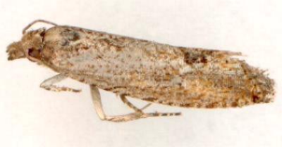 Strepsicrates semicanella