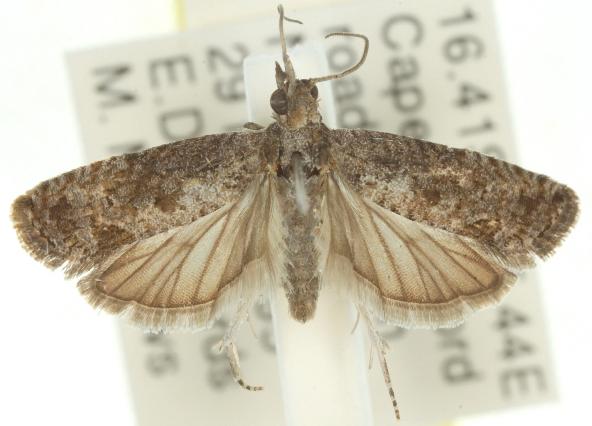 Strepsicrates semicanella