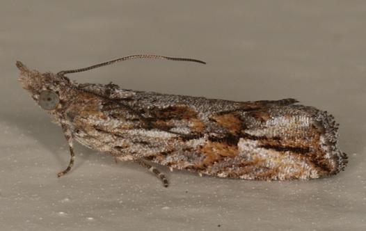 Strepsicrates sphenophora