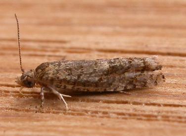 Holocola thalassinana