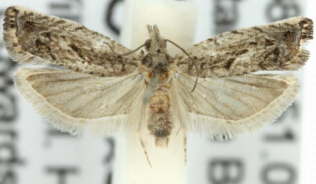 Holocola thalassinana