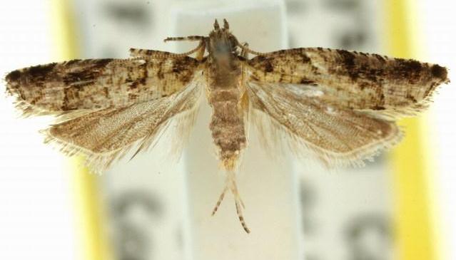 Acroclita tothastis