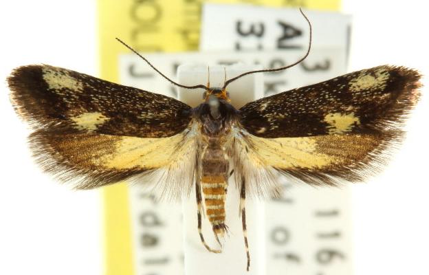 Metaphrastis acrochalca