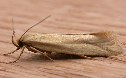 Corynotricha antipodella