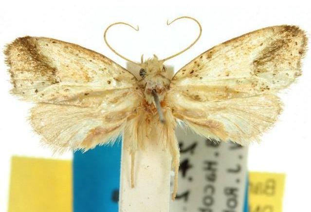 Azaleodes brachyceros