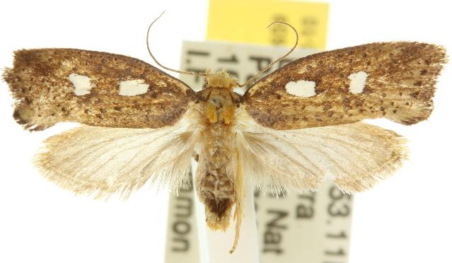 Azaleodes micronipha