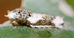 Papilio ambrax