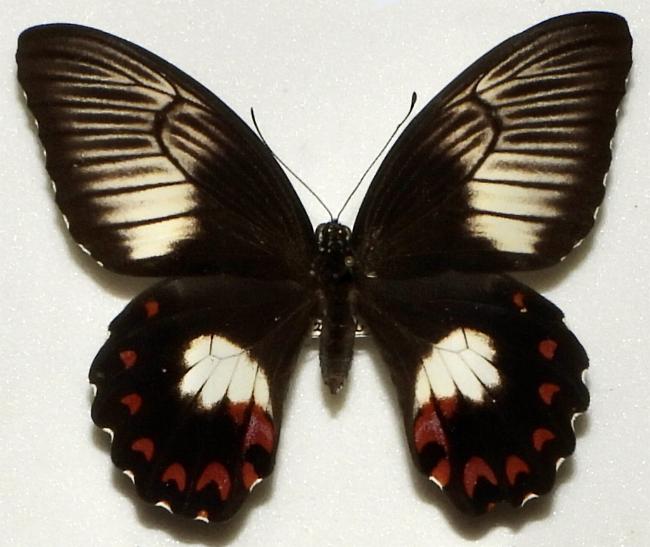 Papilio ambrax