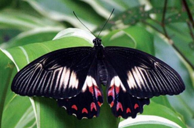 Papilio ambrax