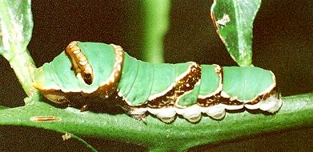 Papilio ambrax