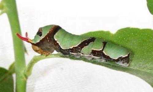 Papilio ambrax