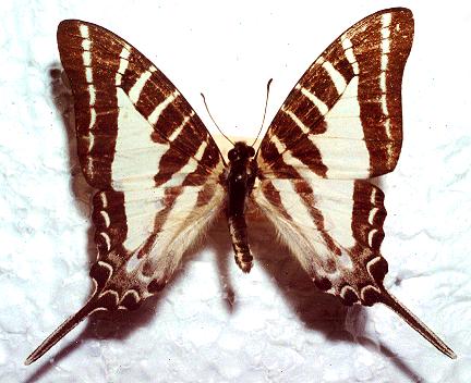 Graphium aristeus