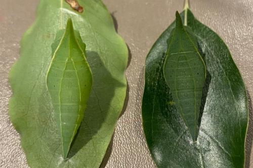 Graphium choredon