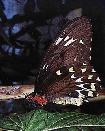 Troides euphorion
