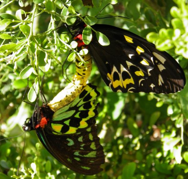 Ornithoptera euphorion