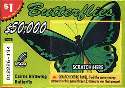 Ornithoptera euphorion