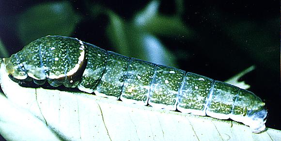 Papilio fuscus