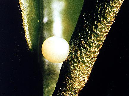 Protographium leosthenes