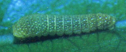 Protographium leosthenes