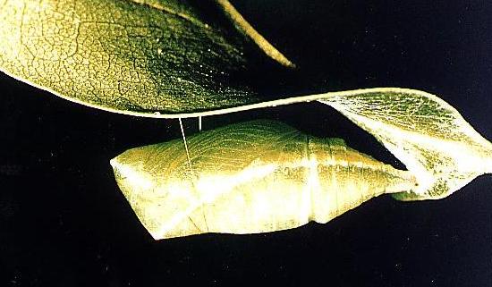 Protographium leosthenes