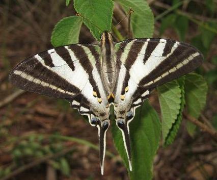 Protographium leosthenes