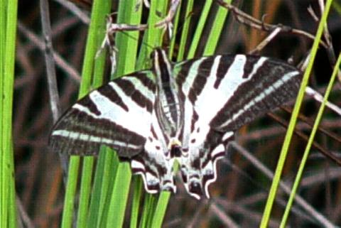 Protographium leosthenes