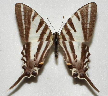 Protographium leosthenes