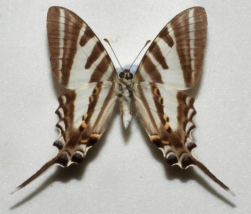 Protographium leosthenes