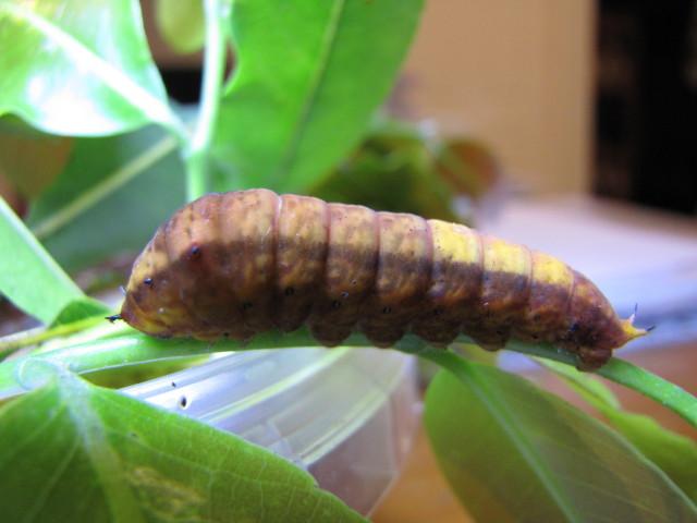 Graphium macfarlanei