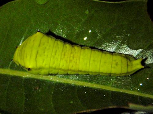 Graphium macfarlanei