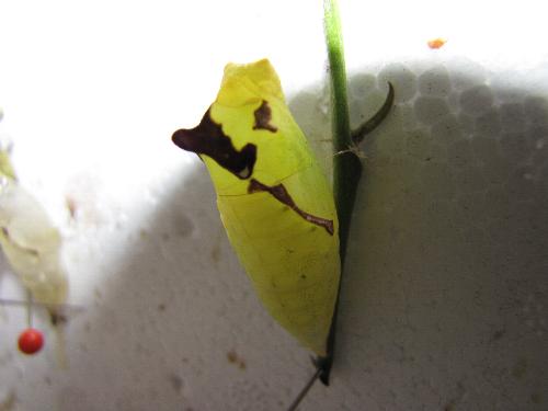 Graphium macfarlanei