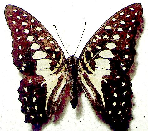 Graphium macfarlanei