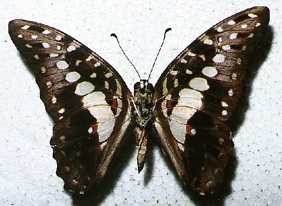 Graphium macfarlanei