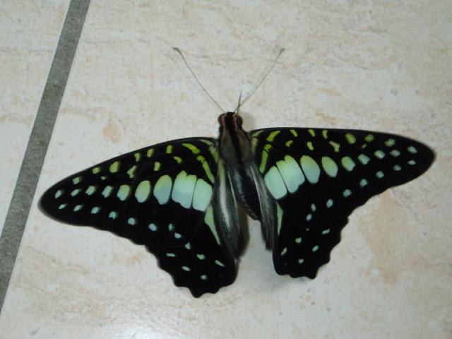 Graphium macfarlanei