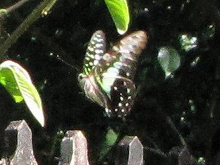 Graphium macfarlanei