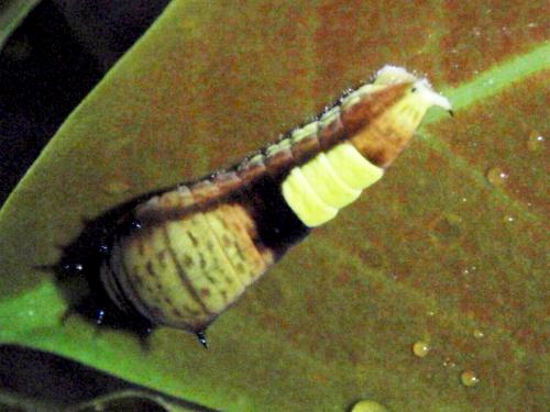 Graphium macfarlanei