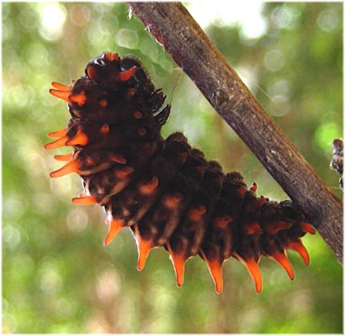 Pachliopta polydorus