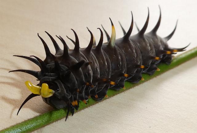 Ornithoptera richmondia