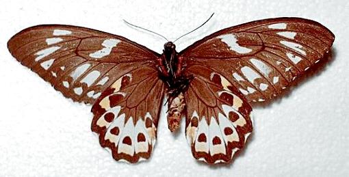 Ornithoptera richmondia