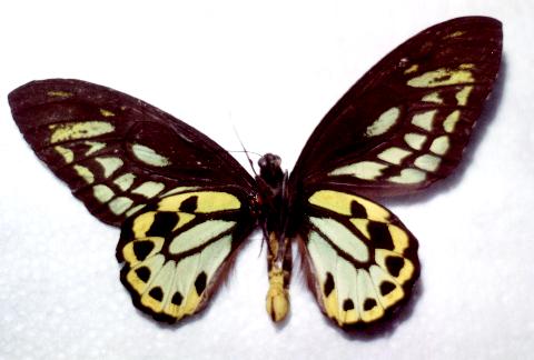 Ornithoptera richmondia