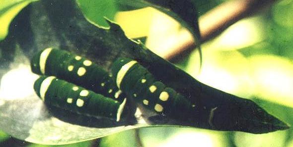 Papilio ulysses