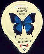 Papilio ulysses