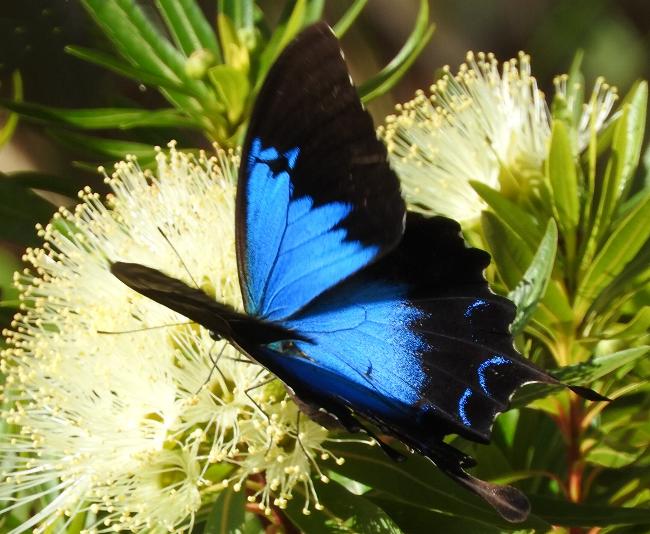 Papilio ulysses