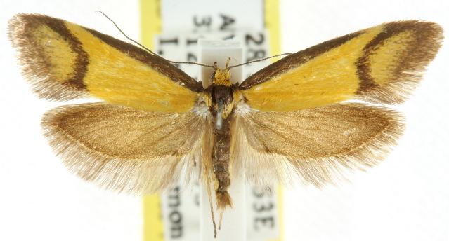 Philobota ancylotoxa