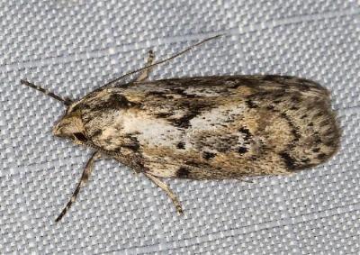 Philobota baryptera