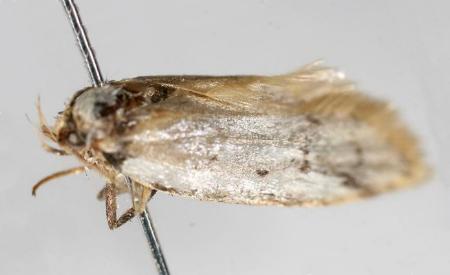 Philobota bathrophaea
