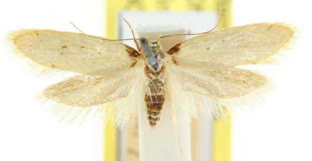 Philobota bathrophaea