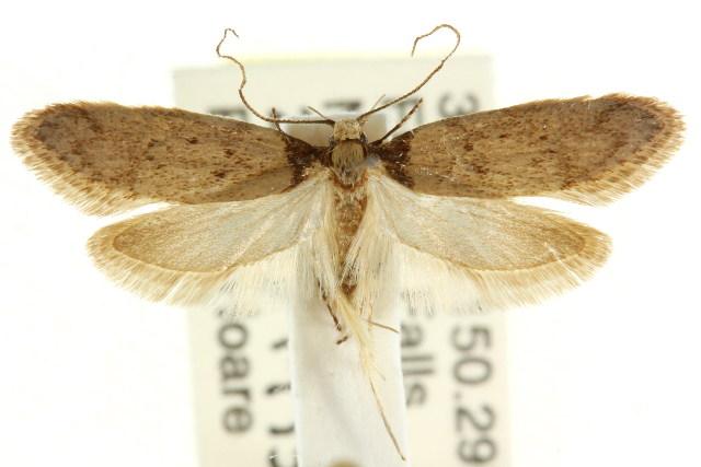 Haplodyta brachyomis